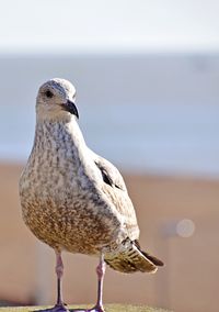 Portrait of seagull standing