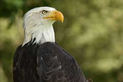 Close-up of eagle against blurred background