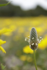 Close-up of yellow flowering plant on field