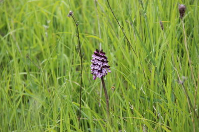 A beautiful wild orchid in the grass a photo with beautiful details and colors