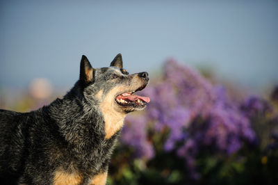 Close-up of a dog