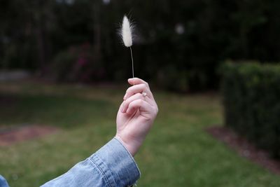 Hand holding dandelion against grass