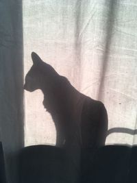 Shadow of cat on window