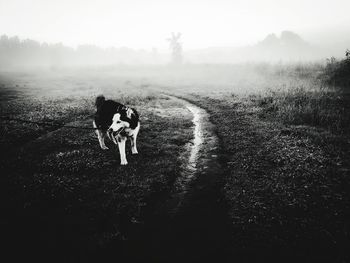 Husky outside black and white in the mist