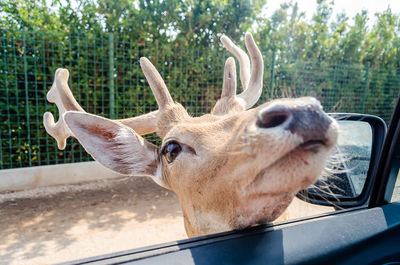 Close-up of deer by car