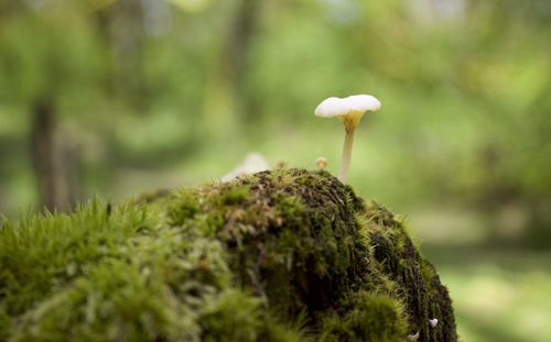 Close-up of mushroom growing in forest