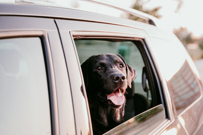 Close-up of dog in car