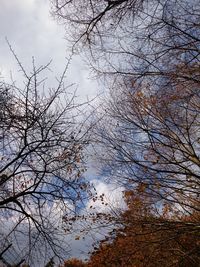 Low angle view of bare trees against sky