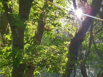 Sun shining through trees