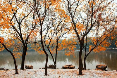 Trees on lakeshore during autumn