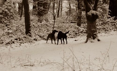 Dog standing on landscape