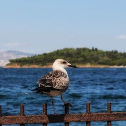 Bird perching on rusty railing against sea