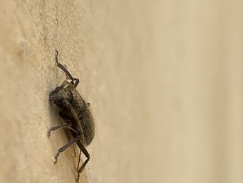 Close-up of insect on wall