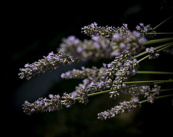 Close-up of purple flowering plants