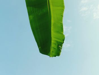 Low angle view of green leaves against sky