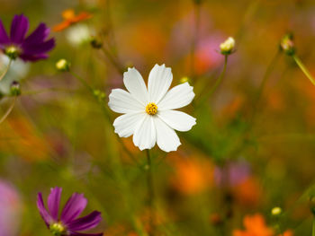 Close-up of purple cosmos flowers