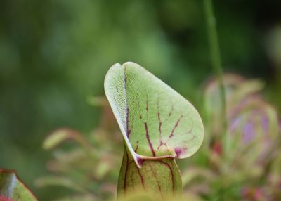 Close-up of carnivorous plant 