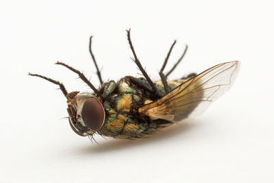 Close-up of insect over white background