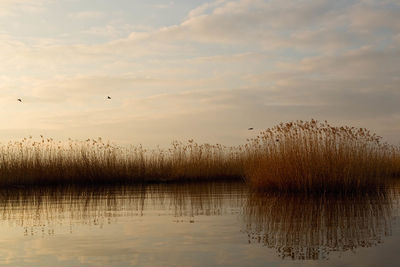 Flock of birds flying over lake