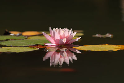 Close-up of pink water lily in lake