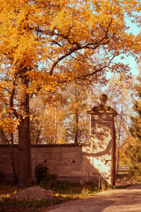 Trees by plants during autumn