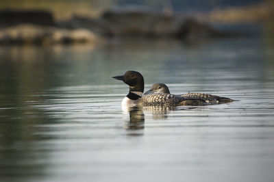 Close-up of loons swimming on lake