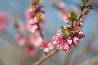 Close-up of pink cherry blossoms