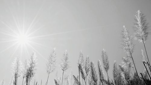 Low angle view of grass against clear sky