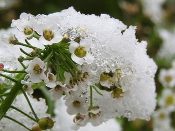 Close-up of wet white flowers