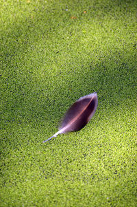 High angle view of feather on grass