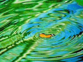 High angle view of turtle swimming in water