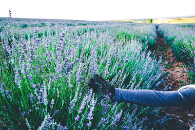 Close-up of purple flowering plants on field