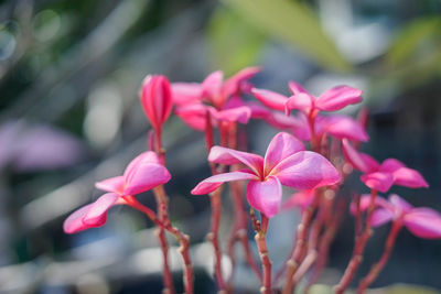 Close-up of pink flowering plant