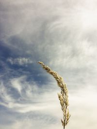 Low angle view of stalks against the sky