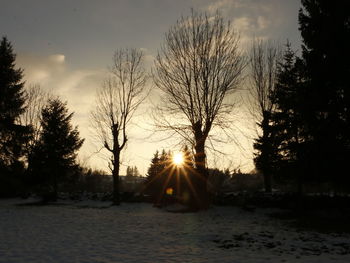 Sun shining through trees