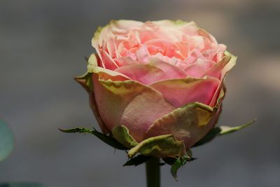 Close-up of rose bud