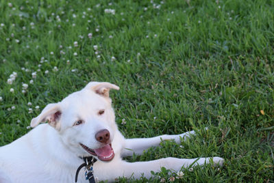 Dog standing on grassy field