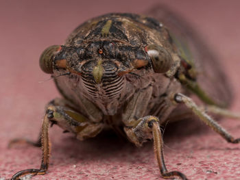 Close-up of spider