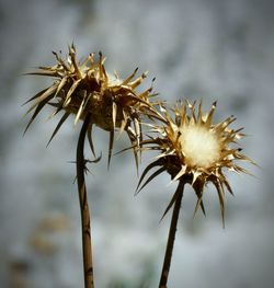 Close-up of plant against blurred background