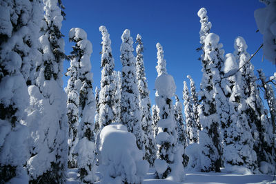 Low angle view of snow covered trees against blue sky