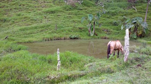 Horse grazing in a field