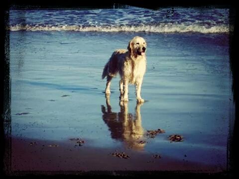 animal themes, dog, pets, one animal, water, domestic animals, mammal, transfer print, auto post production filter, beach, full length, sea, shore, running, nature, motion, reflection, day, waterfront, wet