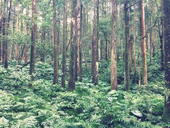 Trees in forest against sky