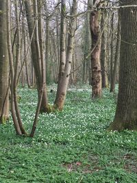 Trees growing on field in forest