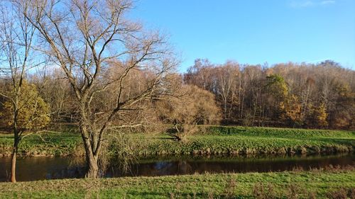 Trees against clear sky