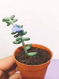 Close-up of hand holding potted plant against white background