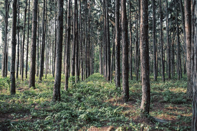 Pine trees in forest