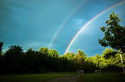 Rainbow over trees against sky