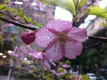 Close-up of pink flowers