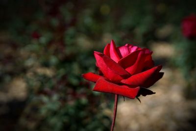 Close-up of red rose blooming outdoors